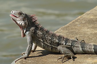 03/04: Una iguana verda (Iguana iguana)