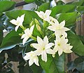 Jasminblüten (Jasminum sambac)