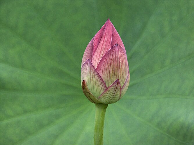 Лист и бутон лотоса (Nelumbo nucifera)