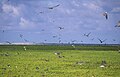 Onychoprion lunatus in flight (cat.)