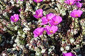 Portulaca werdermannii‎