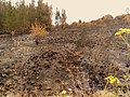 Image 8Charred shrubland in suburban Sydney (2019–20 Australian bushfires). (from Wildfire)