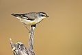 Une pardalote ornée, des pardalote à point jaune, ou bien une Pardalotus striatus ornatus, des Pardalotus striatus. Décembre 2021.