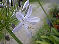 Agapanthus praecox