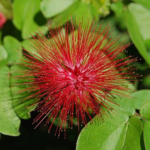 Calliandra emarginata at Mimosoideae, by Wadester16