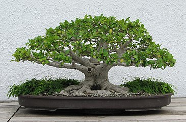 Chinese Banyan with powerful nebari