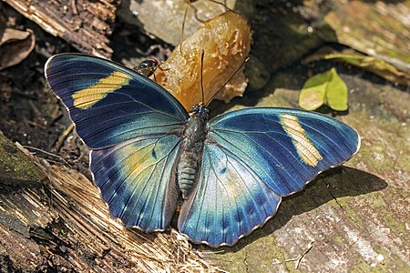 "Common_ceres_forester_(Euphaedra_phaethusa_phaethusa)_male.jpg" by User:Charlesjsharp