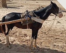 Cheval noir avec marques blanches, vu e profil, entre des brancards.