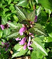 Foltos árvacsalán (Lamium maculatum) – (Hódos vagy pettyegetett tátkanaf)