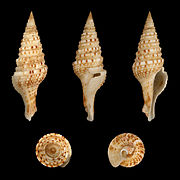 Gemmula unedo (Unedo Turrid), Shell