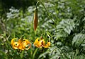 Columbia tiger lily (Lilium columbianum) with bud