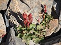 Mountain sorrel (Oxyria digyna)