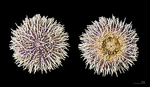 Sphaerechinus granularis ( Purple sea urchin) dried specimen