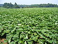 Sweet potato (Ipomoea_batatas L.) Field