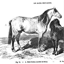 Gravure d'un cheval, profil droit