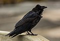 * Nomination Common raven (Corvus corax), Denali National Park, Alaska, United States --Poco a poco 19:58, 5 June 2018 (UTC) * Promotion  Support Good quality. --Ermell 21:25, 5 June 2018 (UTC)