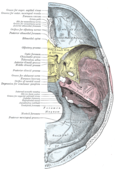 Il·lustració de la base del crani (cara superior)