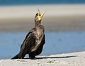 45 Kormoran am Nordseestrand bei Nebel, Amrum uploaded by Frank Schulenburg, nominated by Frank Schulenburg