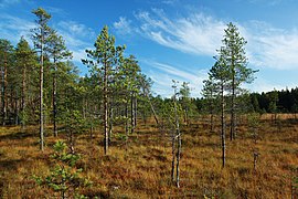 Blandet skog- og myrlandskap i Birkaland. Foto: Miguel Virkkunen Carvalho