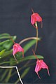 Masdevallia barleana