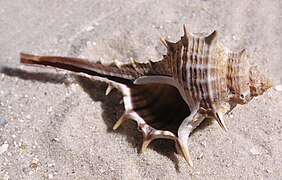 Murex trapa (Rare-spined murex), shell