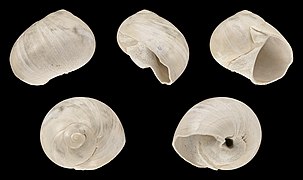 Neverita densata, shell