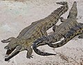 Nile crocodile, taken at the Le Bonheur Crocodile Farm near Stellenbosch, South Africa