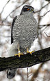 Habicht (Accipiter gentilis)