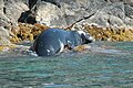 Monachus monachusMediterranean Monk Seal