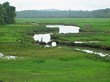 Rice fields at Moira