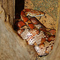 Kornnatter (Pantherophis guttatus)