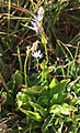 Star felwort (Swertia perennis) plant