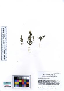 YOSE219555 Chenopodium atrovirens.jpg