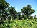 In the Bois de Perthe, deciduous trees are much more common than in the main forest unit. Here, an oak forest to the east of the wood, near Montagny-Sainte-Félicité.