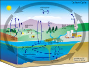 Diagramme du cycle du carbone.