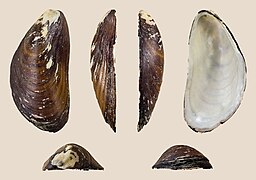 Modiolus modiolus (Northern Horsemussel), right valve