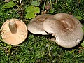 Lactarius pyrogalus