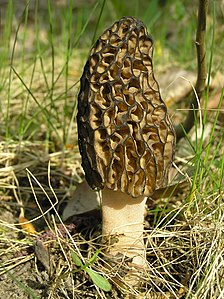 Morchella conica, by Beentree