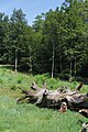 Fürst-Pückler-Park Bad Muskau in der Oberlausitz (Deutschland/Polen)