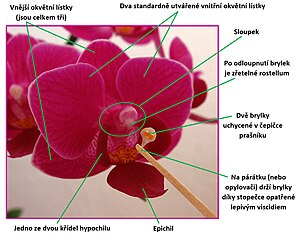 Stavba květu orchidejí ilustrovaná na rodu Phalaenopsis (podčeleď Epidendroideae)