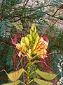 Ravenna, Italien: Paradiesvogelbusch (Caesalpinia gilliesii (Hook.) D. Dietr.)