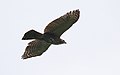 Spizaetus ornatus