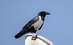 Svartvit kråka Ersätter fil:Pied Crow-2.JPG