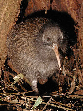 Quiuí-castanho-do-norte (Apteryx mantelli)