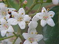 (Viburnum utile)