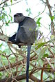 Cercopithecus mitis (cat.)