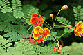 * Nomination Caesalpinia pulcherrima. Prenn 13:09, 22 October 2012 (UTC) * Promotion OK. --Mattbuck 14:58, 26 October 2012 (UTC)