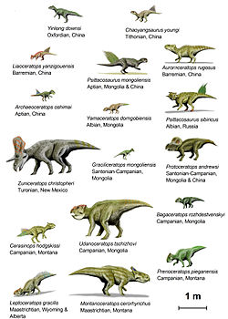 Ceratopsia