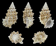 Cerithium echinatum (Spinose cerith), shell