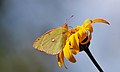 Colias croceus